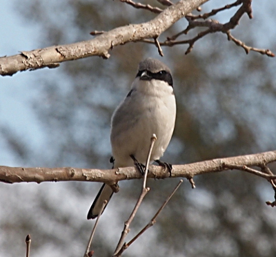 [Bird with a grey crown, a black mask-like streak across its eyes, and a white belly is perched on a tree branch approximately one half inch in diameter and faces the camera. It has a black bill and black legs and feet.]